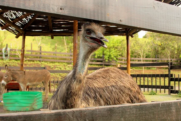 Emu Primer plano en el Zoo —  Fotos de Stock