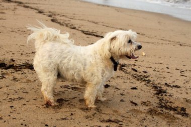 yakın çekim yorgun Malta köpek sahilde