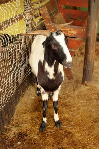 South African Indigenous Veld Goat — Stock Photo, Image