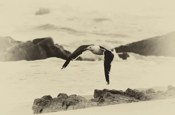 Sepia Seagull — Stock Photo, Image