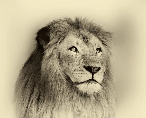 Sepia Toned Striking Lion Face Portrait Stock Photo