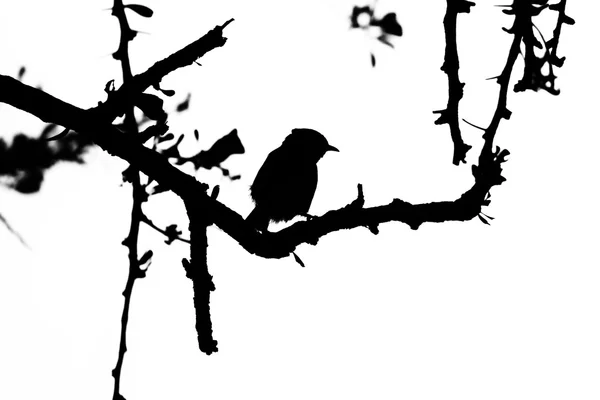 Smill Vogel in Dorn Baum Silhouette — Stockfoto