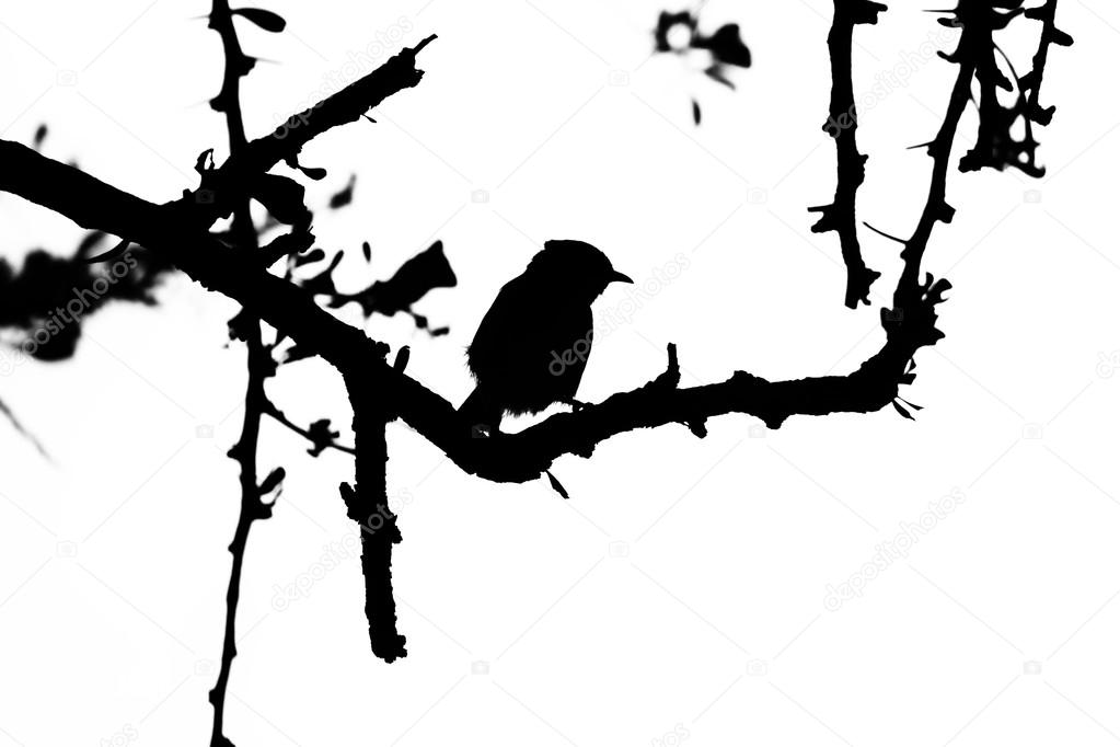 Smill Bird in Thorn Tree Silhouette