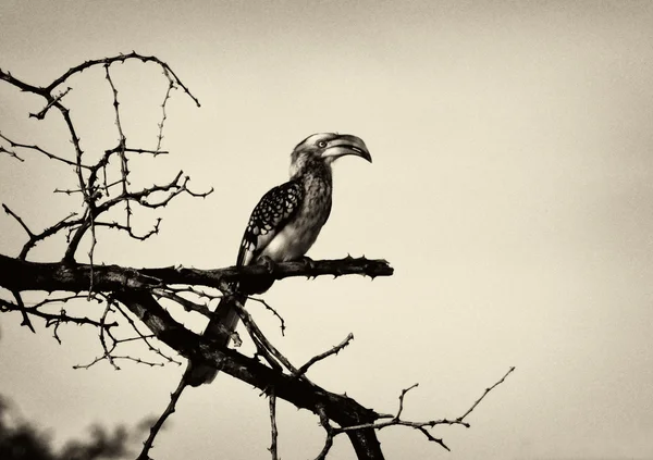 Sepia Picture of Southern yellow-billed hornbill on Branch — Stock Photo, Image