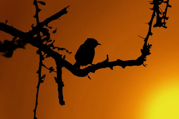 Piccolo uccello in Thorn Tree Tramonto Silhouette — Foto Stock