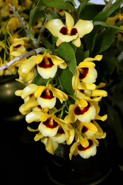 Specie variopinte del Orchid — Foto Stock