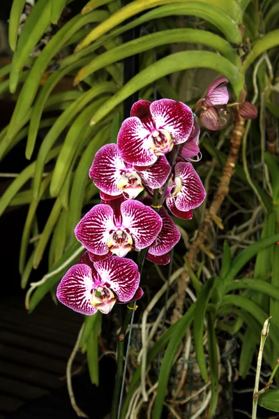 Espèces d'orchidées colorées — Photo