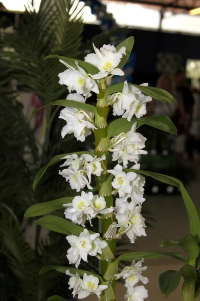 Bunte Orchideenarten — Stockfoto