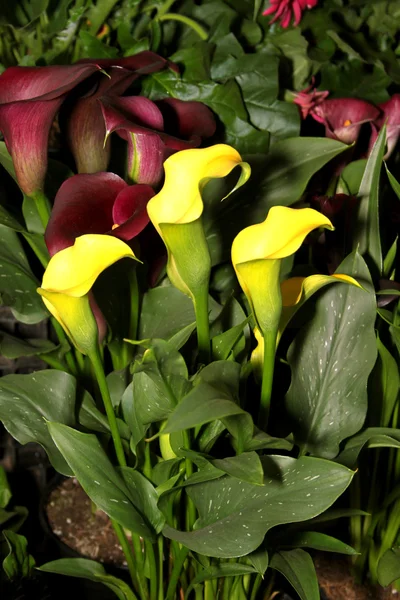 Lily arum flory żółty — Zdjęcie stockowe