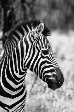 Zebra yan profil resmi siyah beyaz baş