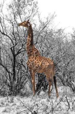 zürafa yeme kısmi siyah beyaz görüntü bırakır