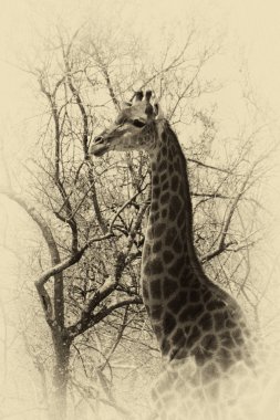 Old Sepia Image Giraffe Head Side Profile clipart