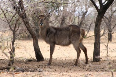 Uyarı waterbuck dinleme