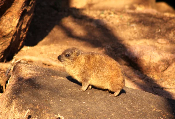 Baby dassie på stenar — Stockfoto