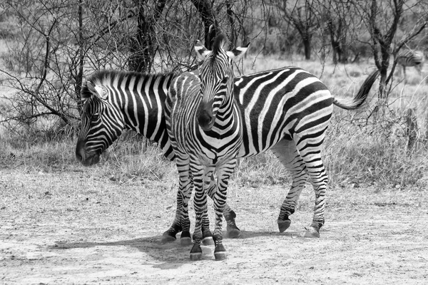 Image en noir et blanc de deux zèbres debout en forme de T — Photo