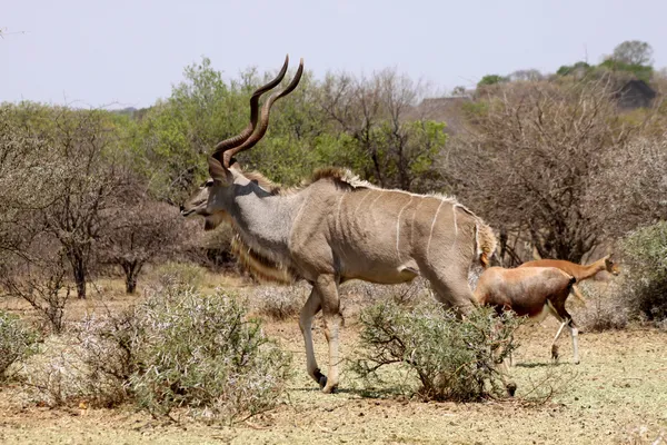 Grande Kudu Bull Walking — Fotografia de Stock