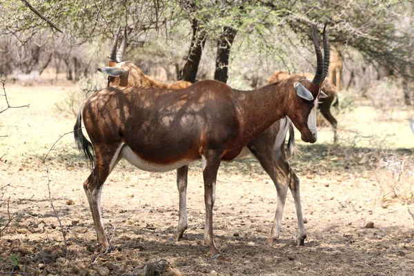 Two blesboks or blesbucks resting under tree — Stock Photo, Image