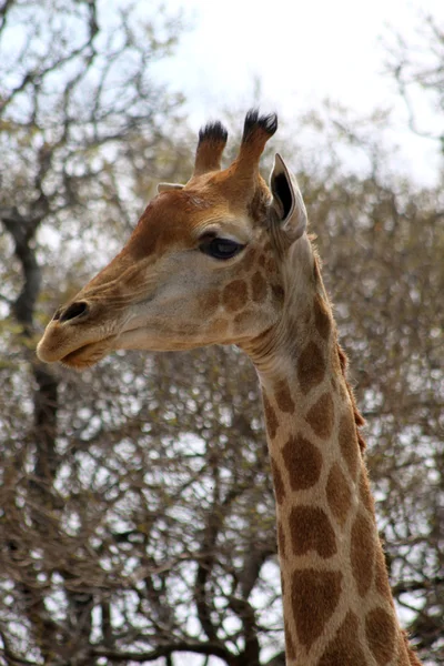Sida profilbild av giraff huvud — Stockfoto