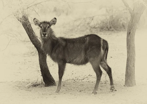 Sepia Toned Picture of Alert Waterbuck Listening — Stock Photo, Image
