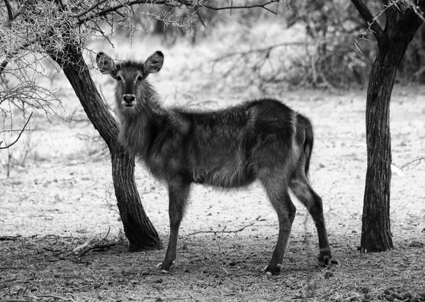 Black and White Picture of Alert Waterbuck Listening — Stock Photo, Image