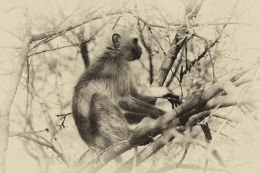 Sepia Toned Pictured of Vervet Monkey in a Tree clipart