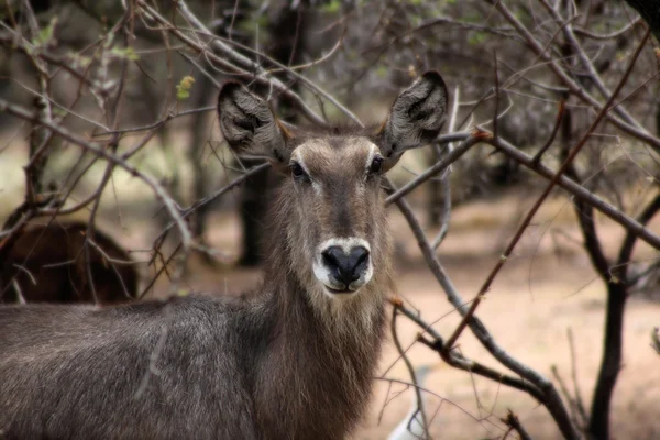 Uyarı waterbuck dinleme — Stok fotoğraf