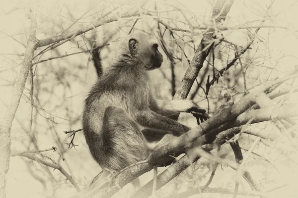 Sépie tónovaný glitrovým kočkodani opice na stromě — Stock fotografie