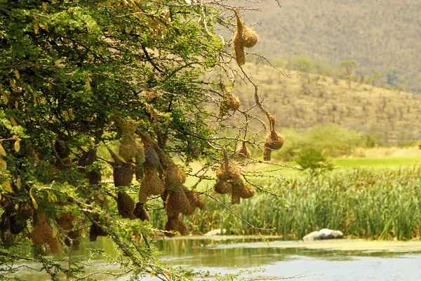 韦弗鸟筑巢，在一条河 — 图库照片