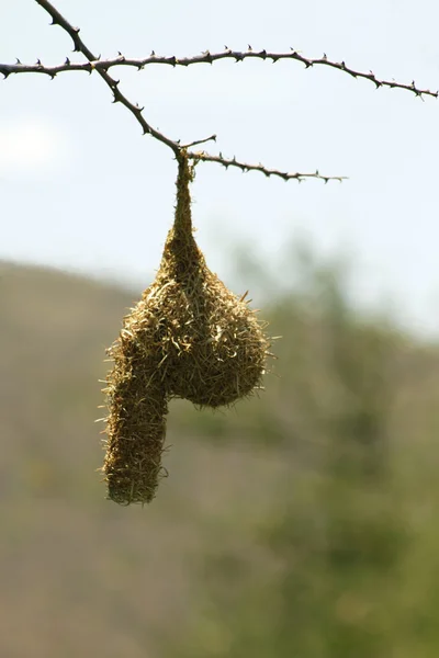 Unik form av weaver-bird Bon — Stockfoto