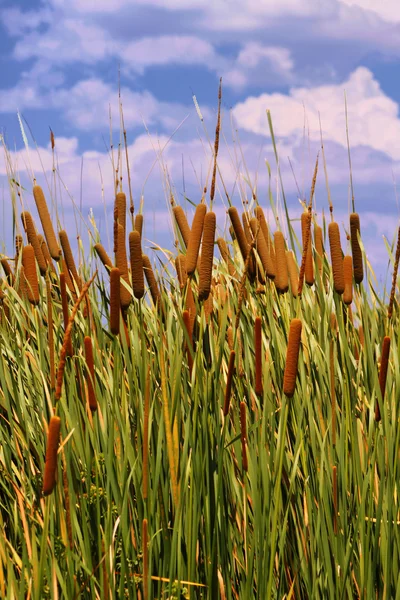 Imagen HDR de Cattails (Typha orientalis ) — Foto de Stock