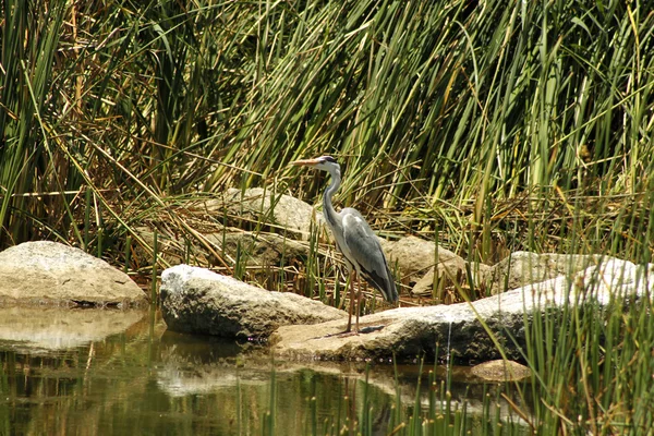 Great Blue Heron (Ardea Herodias) — Stock Photo, Image