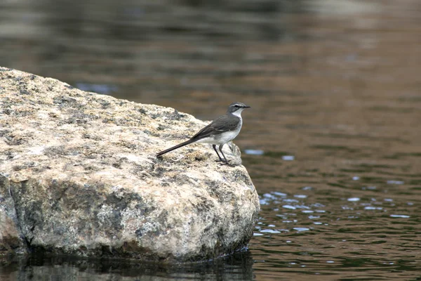 Pliszka ptaszek na skale — Zdjęcie stockowe