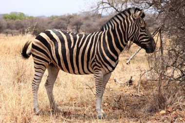 heathy ve gurur zebra