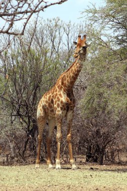 güçlü gövdeli zürafa ayakta ağaçlar yanında