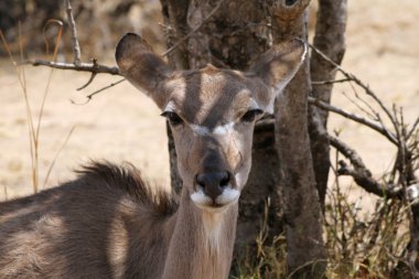 Kudu inek bushvelt ağaç kulakları geri altında