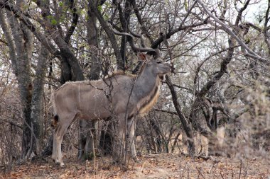 Kudu kamuflaj boğa