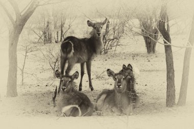 Uyarı waterbuck dinlerken sürüsü resmini sepya tonlu