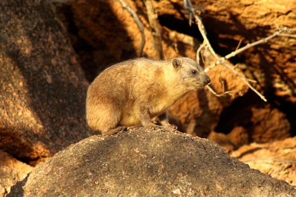 在岩石上的小 dassie — 图库照片