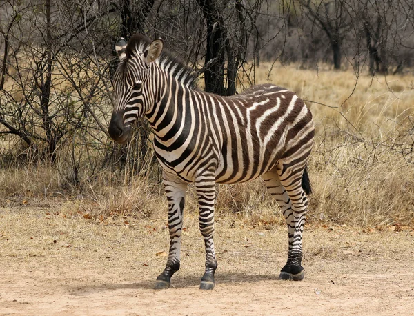 Heathy ve gurur zebra — Stok fotoğraf