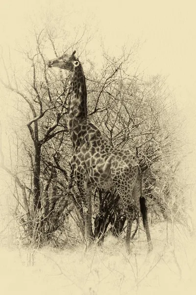 Sepia-Bild einer Giraffe, die Blätter isst — Stockfoto