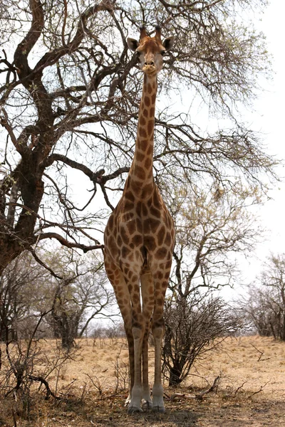 Vista frontal da grande Girafa Encorpada Forte ao lado das árvores — Fotografia de Stock