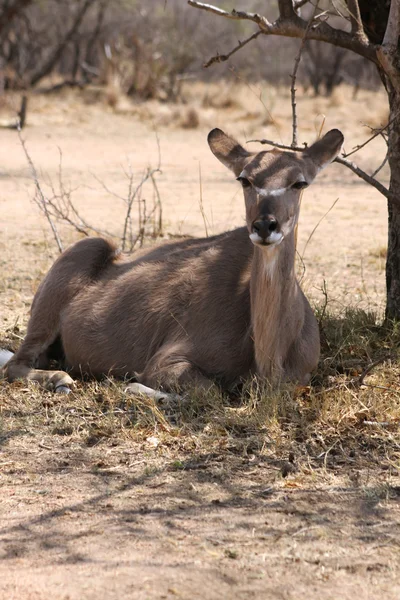 Vaca Kudu bajo el árbol de Bushvelt — Foto de Stock