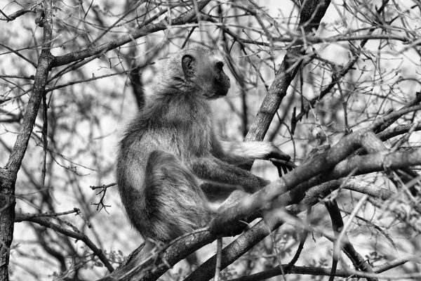 Černobílý obrázek opice kočkodani na stromě — Stock fotografie