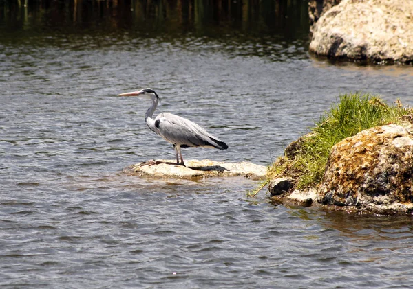 Great Blue Heron (Ardea Herodias) — Stock Photo, Image