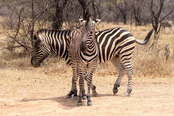 Duas zebras em forma de T — Fotografia de Stock