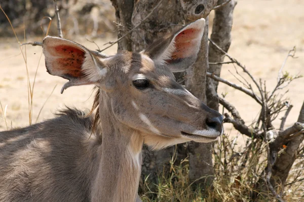 Mucca di Kudu sotto l'ascolto dell'albero di Bushvelt — Foto Stock