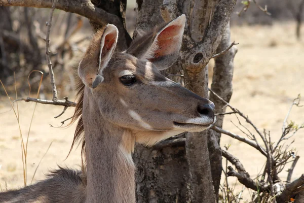 Kudu kráva poslech s oběma ušima se vpřed — Stock fotografie