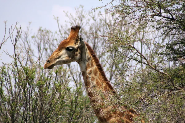 Foto de perfil lateral da cabeça de girafa — Fotografia de Stock