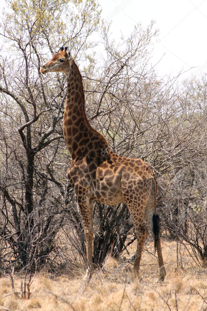large standing giraffe