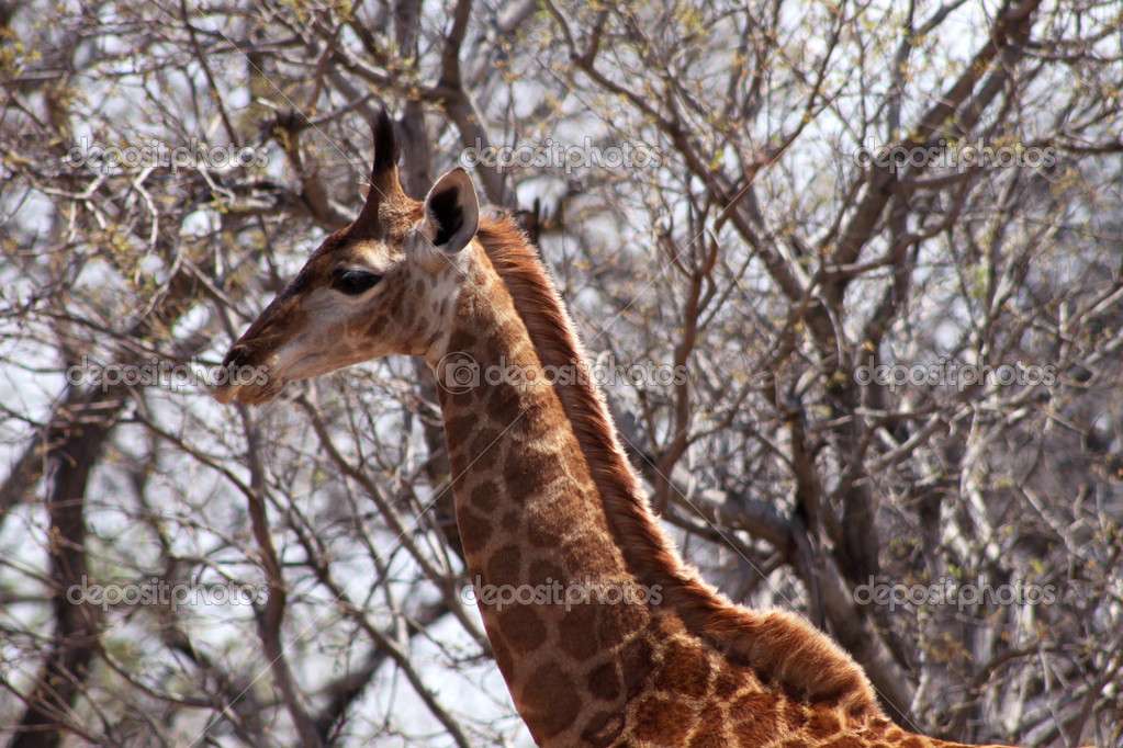 Profilbild Giraffe
